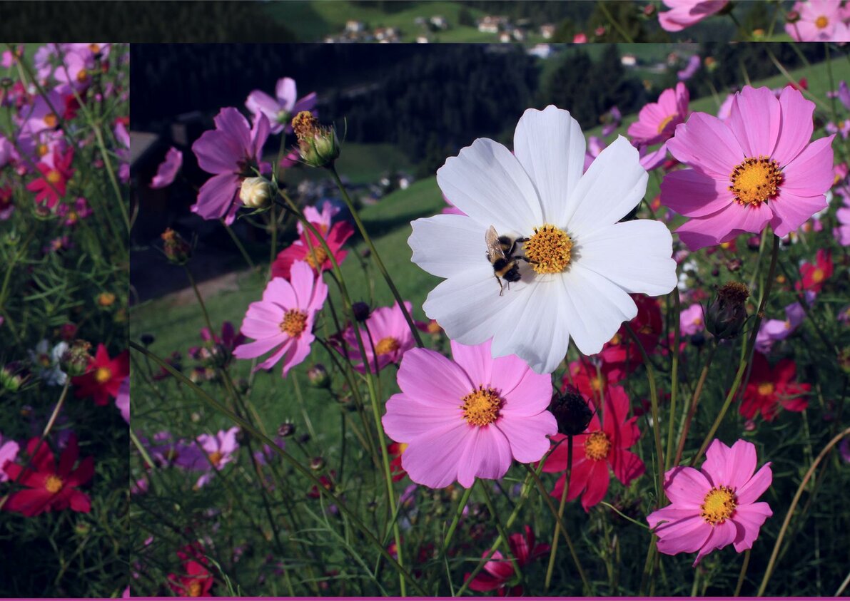 Cosmea