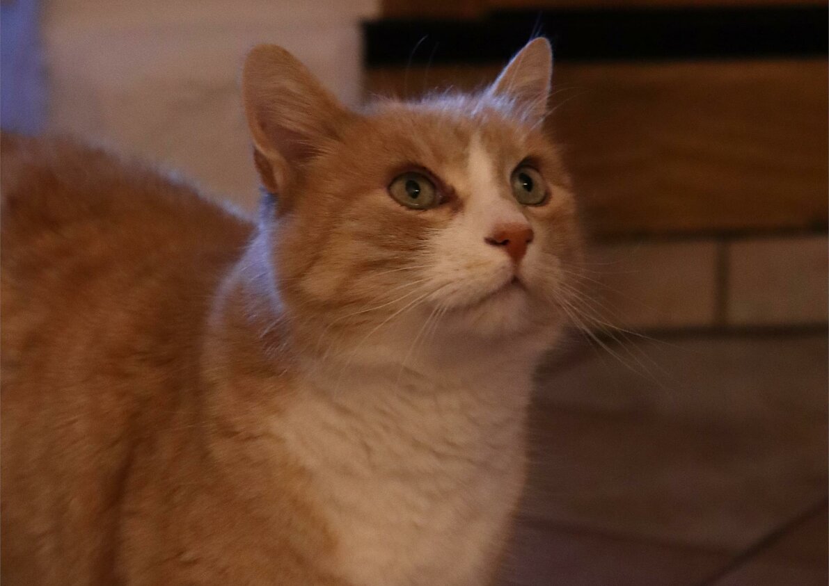 Gatto Kitty