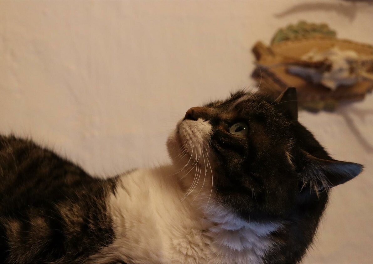 Gatto Kralli