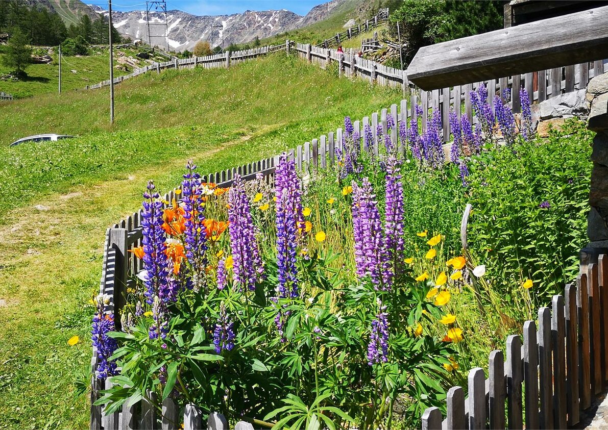 Chalets Lagaun Sommer 8