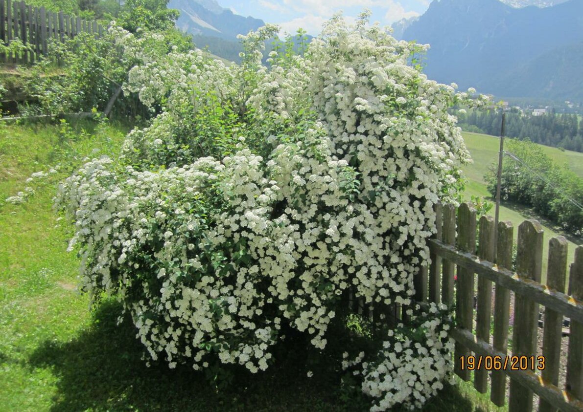 Sommerbild