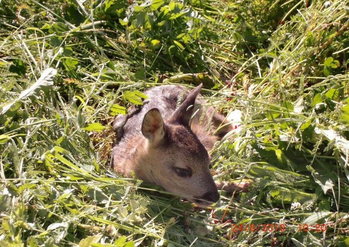 Wildtiere am Trushof