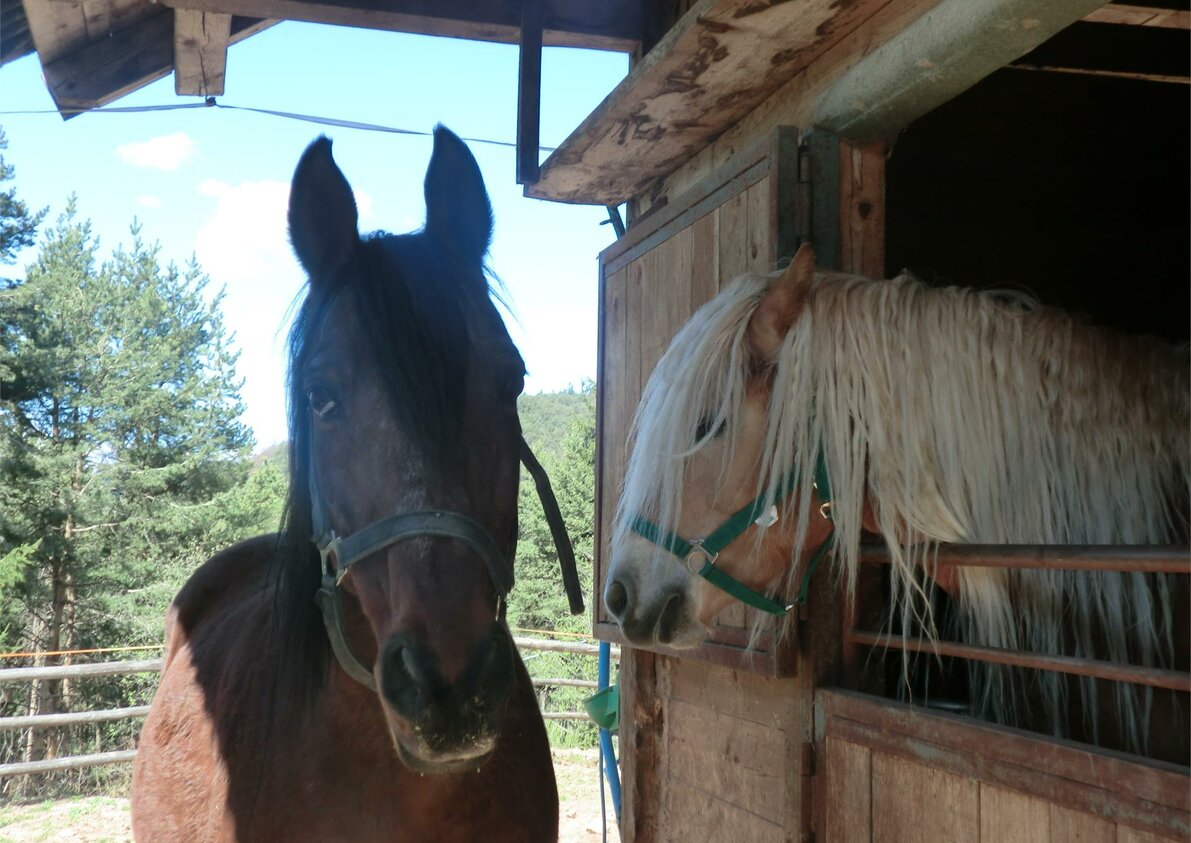 horses