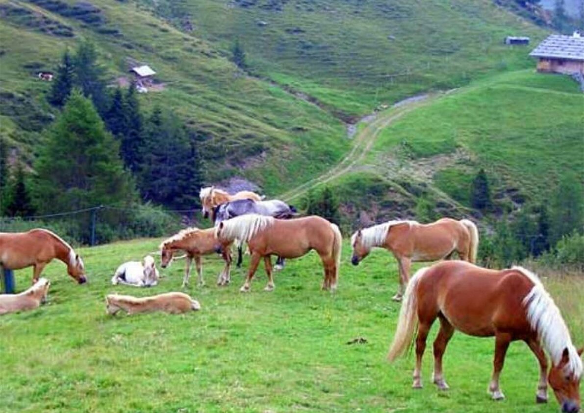 horses