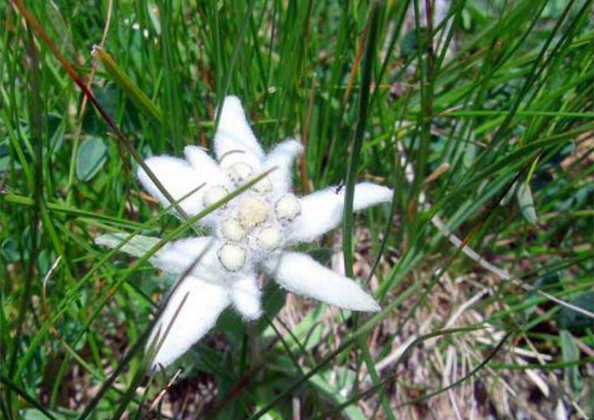 Edelweiss