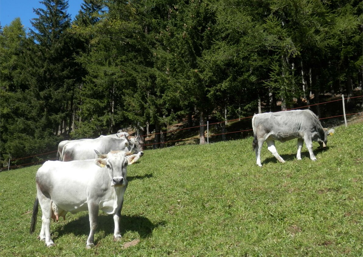 Unsere Kühe auf der Wiese vor unserem Hof
