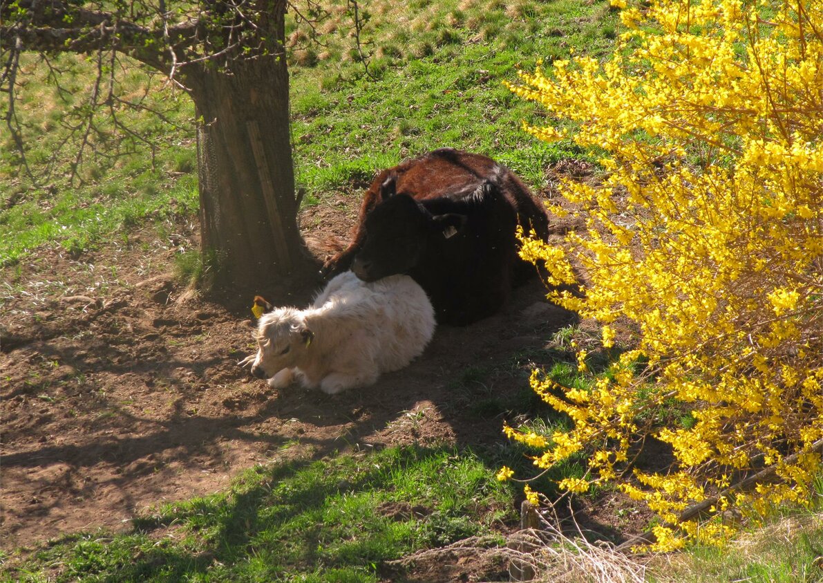 Unsere Tiere