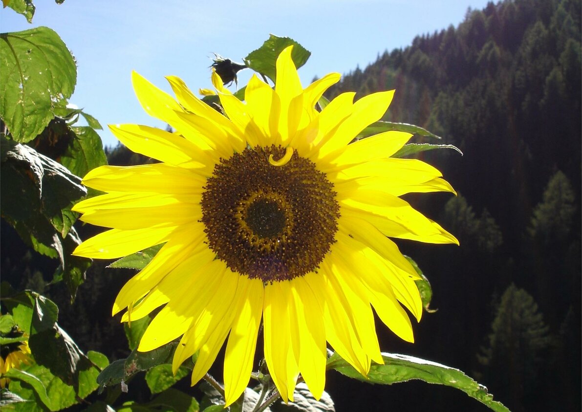 Girasole