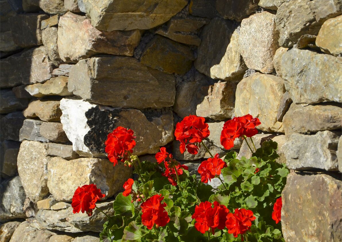 Fiori