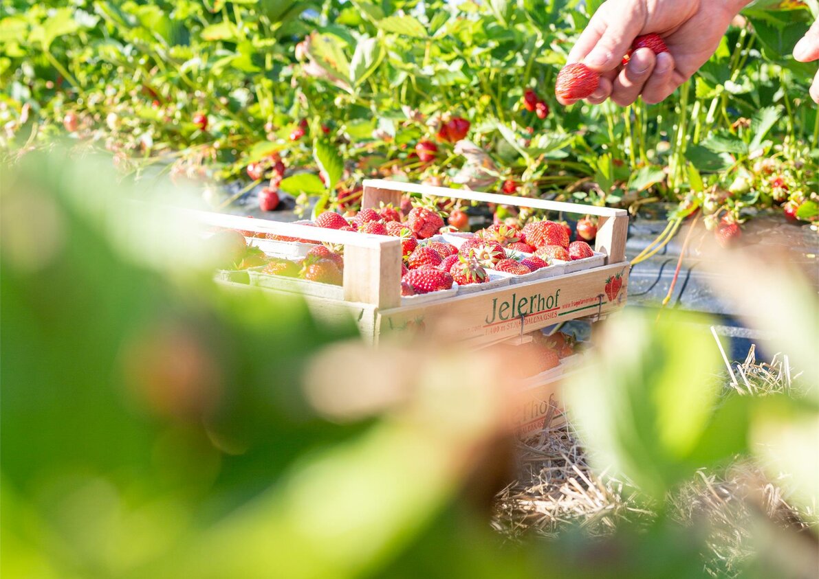 Frische Erdbeeren