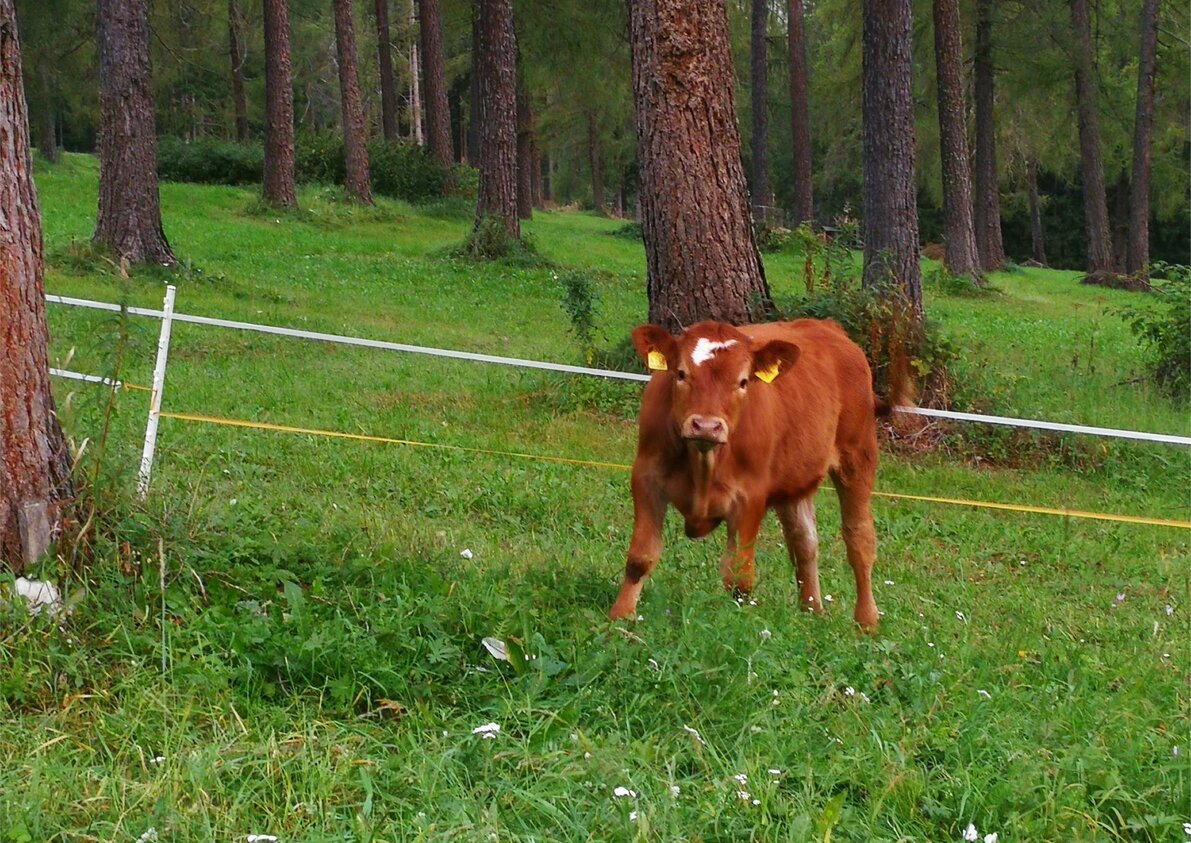 Unser Gustav