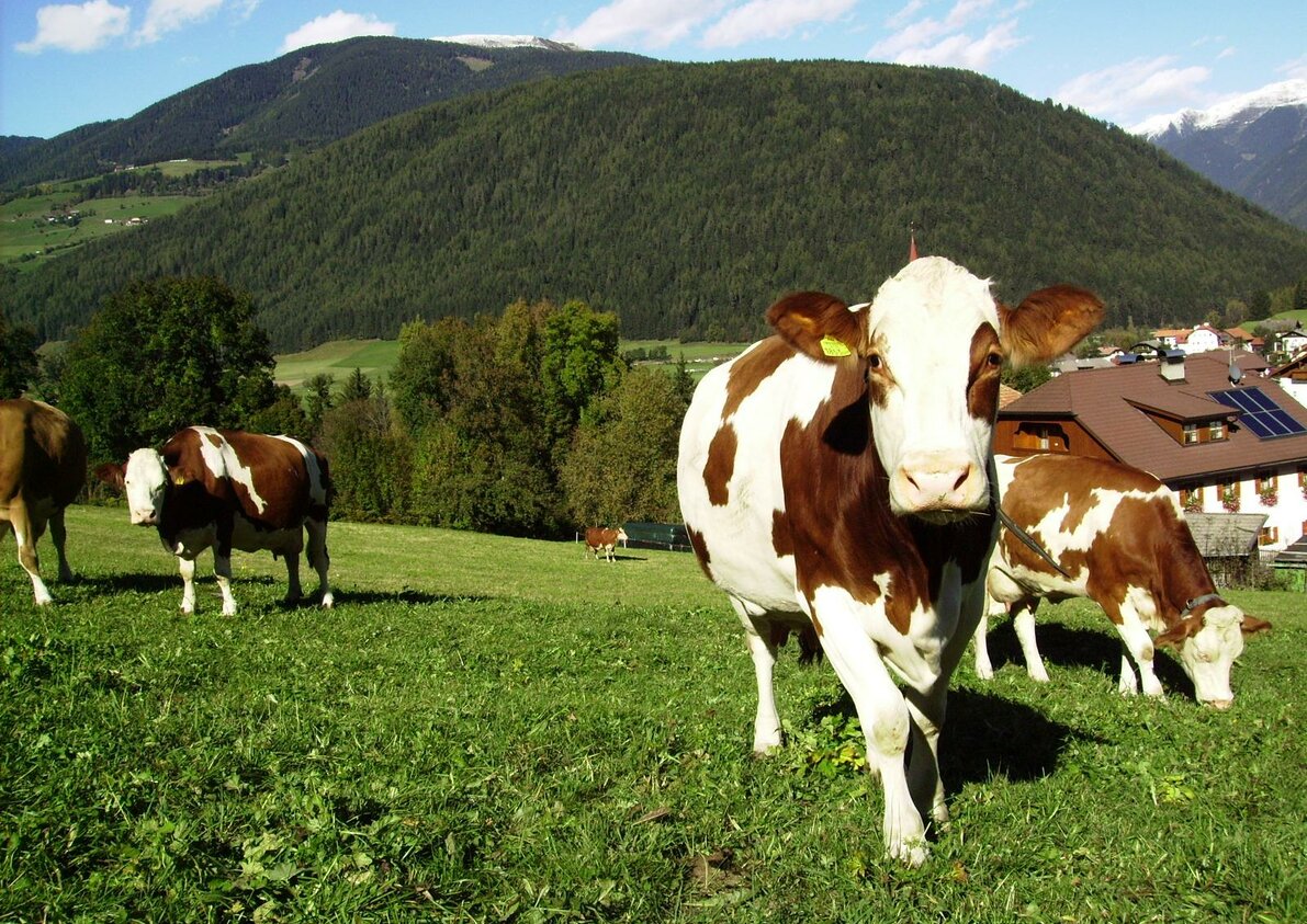 unsere Kühe