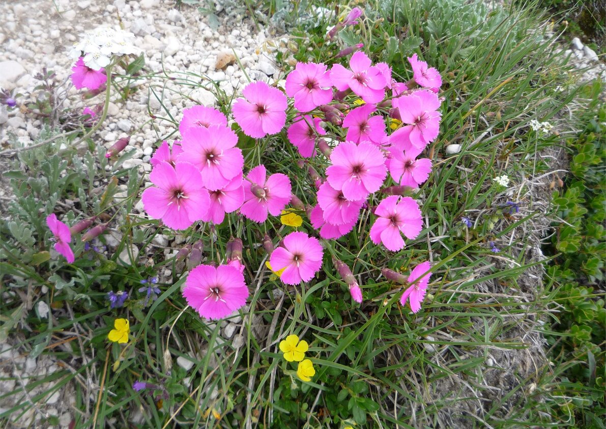 Bergblumen