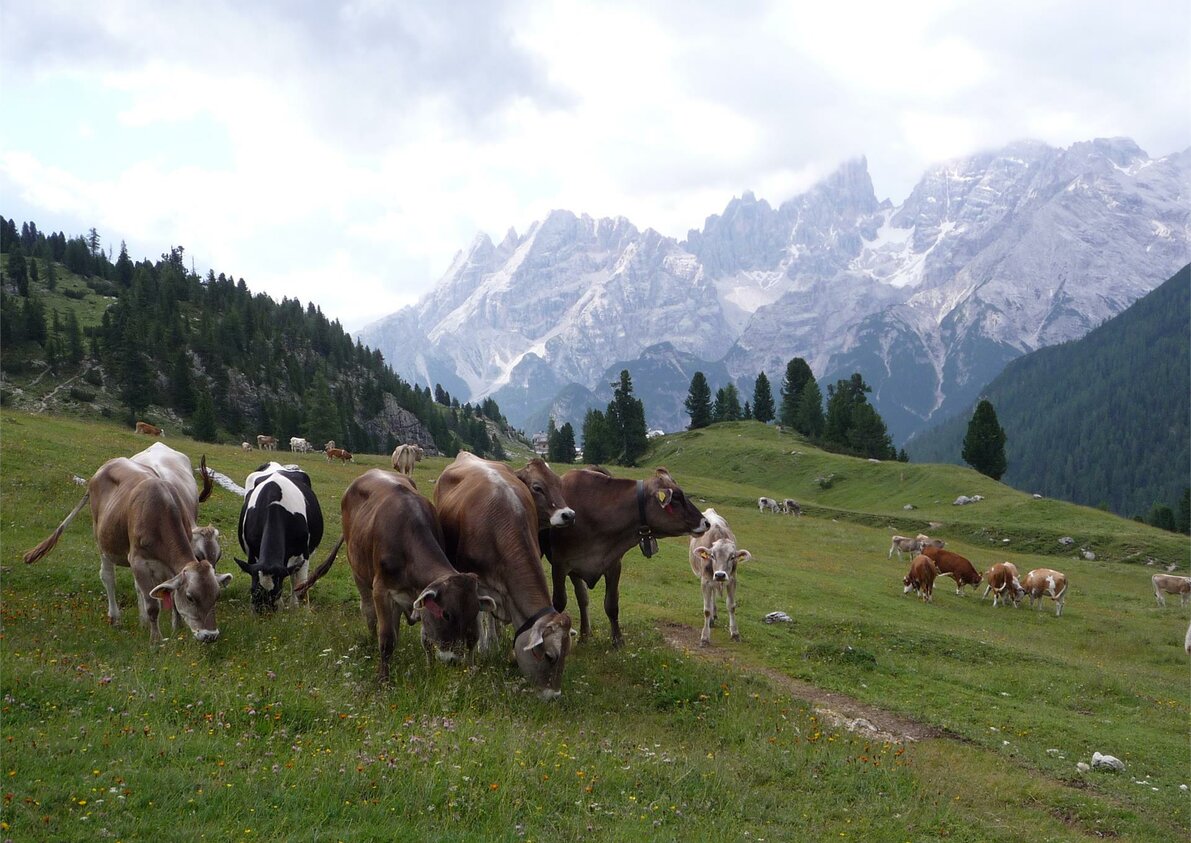 auf der Alm