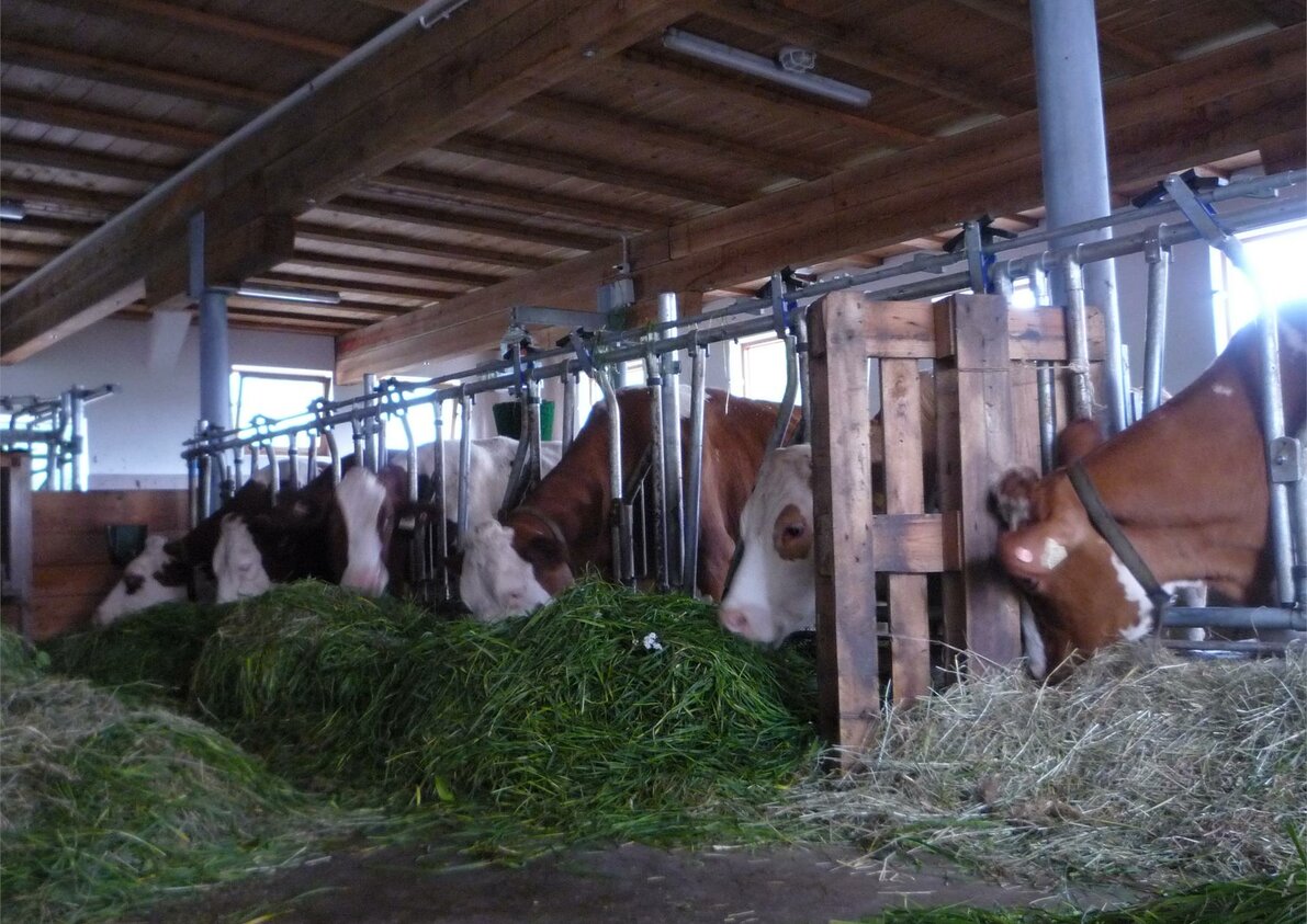 unsere Kühe im Stall