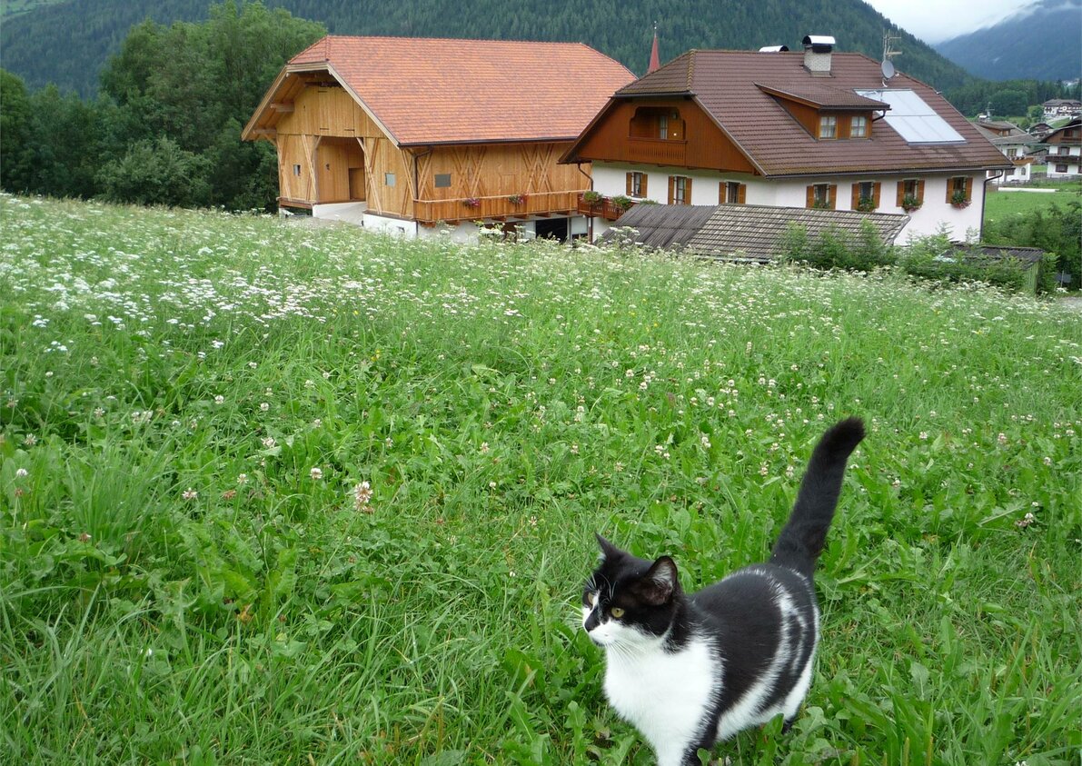 Hof mit Katze
