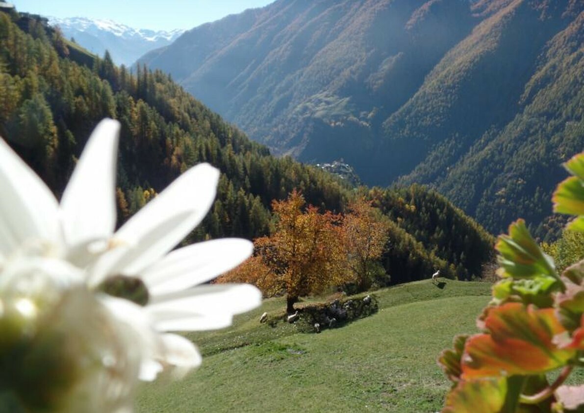 Montferthof