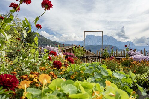 Tropaeolum with mount Schlern