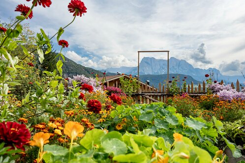 Tropaeolum with mount Schlern