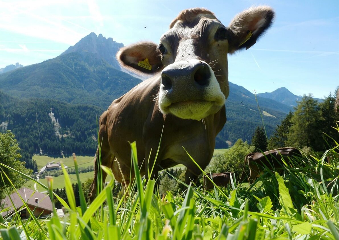 La nostra mucca sul prato