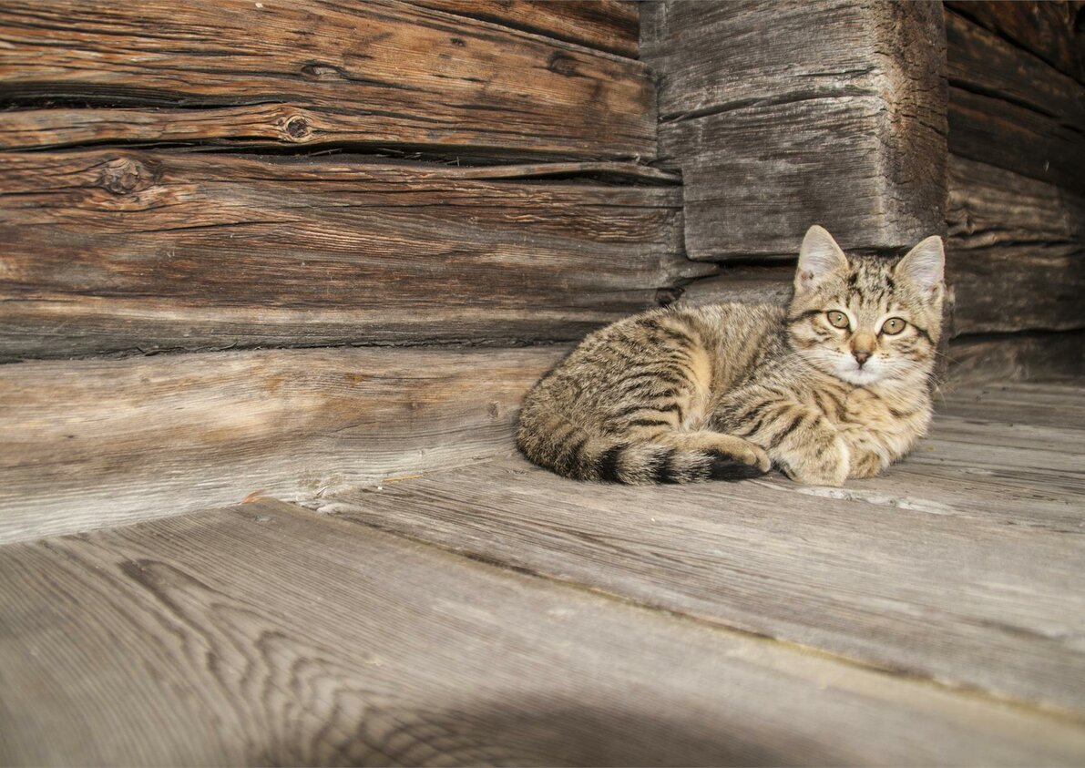Katze Manni