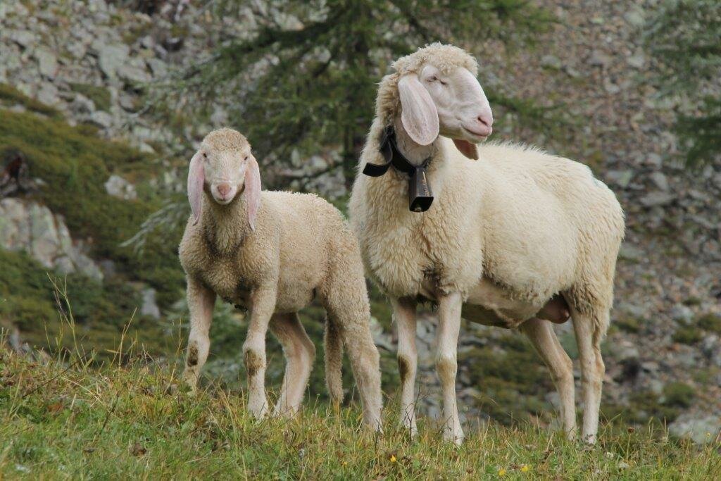 Urlaub auf dem Bauernhof, Rauchegg, Ultental, Südtirol