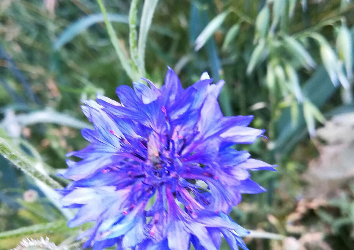 Blumen