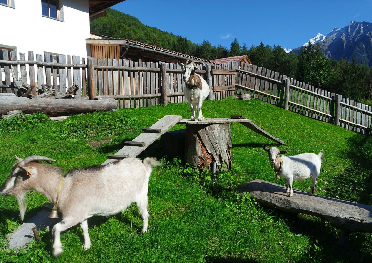 Our dwarf goats