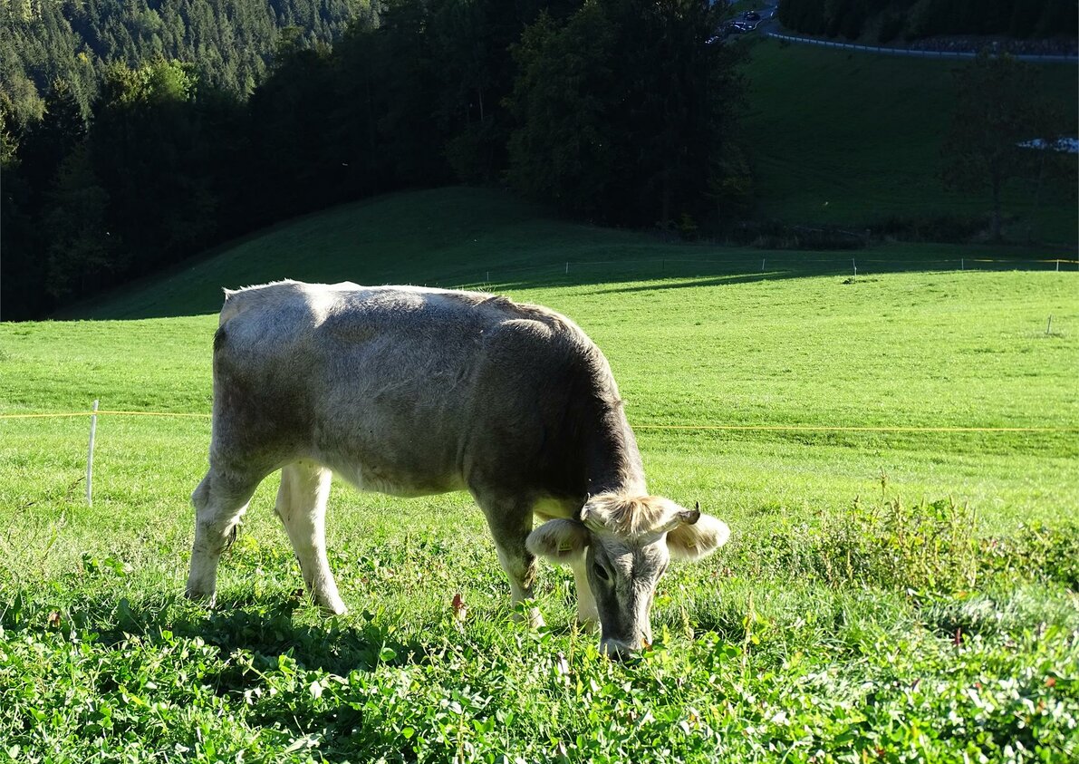 Kühe am Bauernhof Rotsteinhof in Vöran, Südtirol