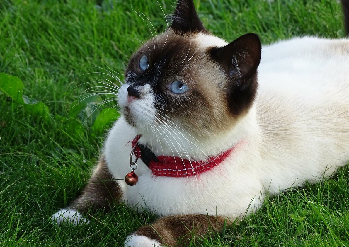 Unsere Hauskatze - Rotsteinhof in Vöran, Südtirol