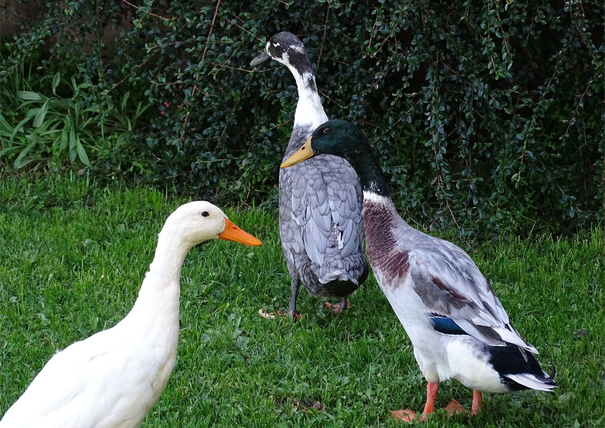 Unsere Gänse am Hof - Rotsteinhof in Vöran, Südtirol