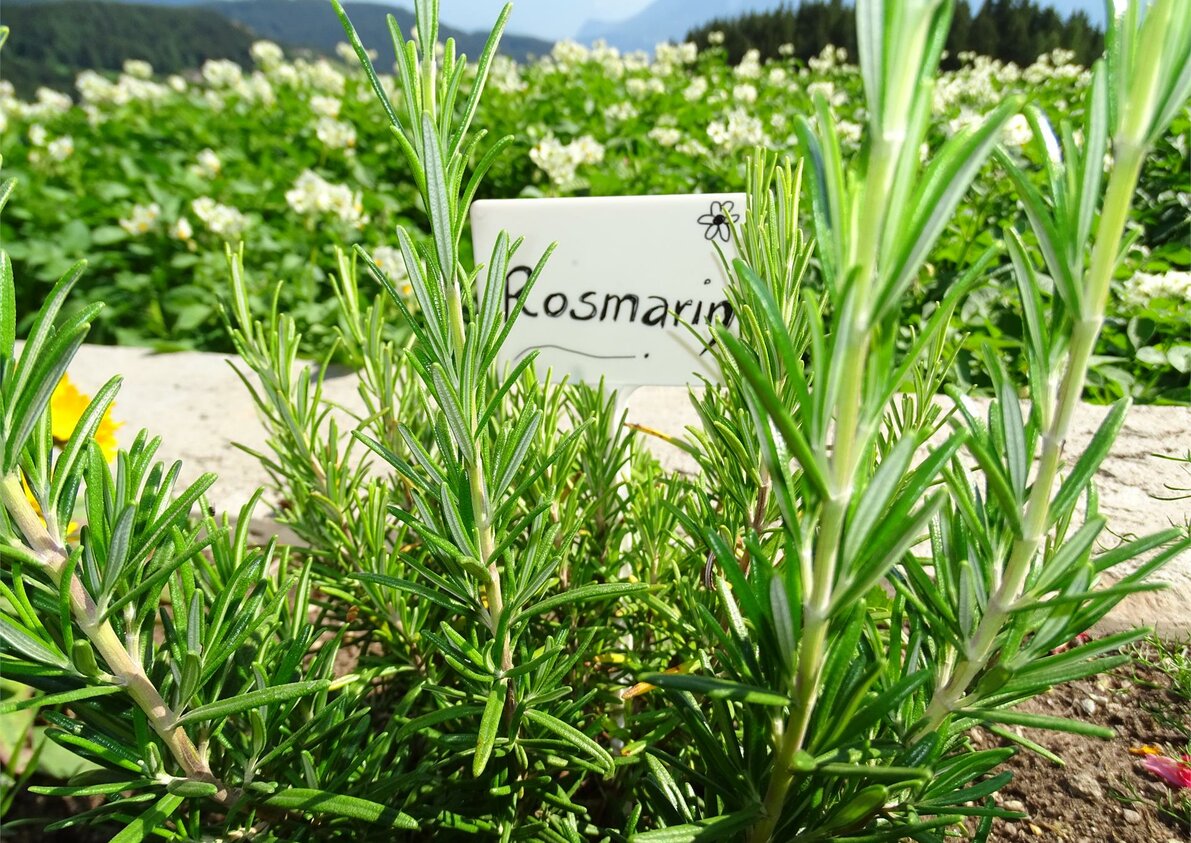 Kräutergarten beim Rotsteinhof in Vöran, Südtirol