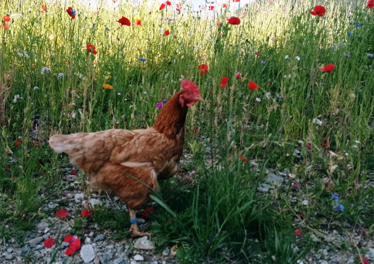 Galline