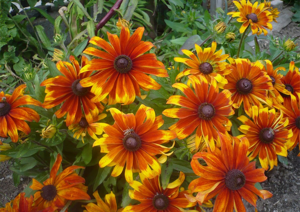 Fiori