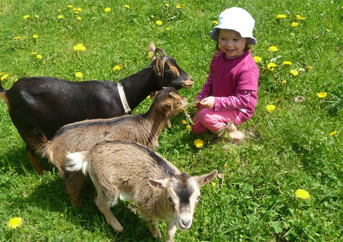 Our goats