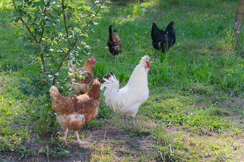 Le nostre galline