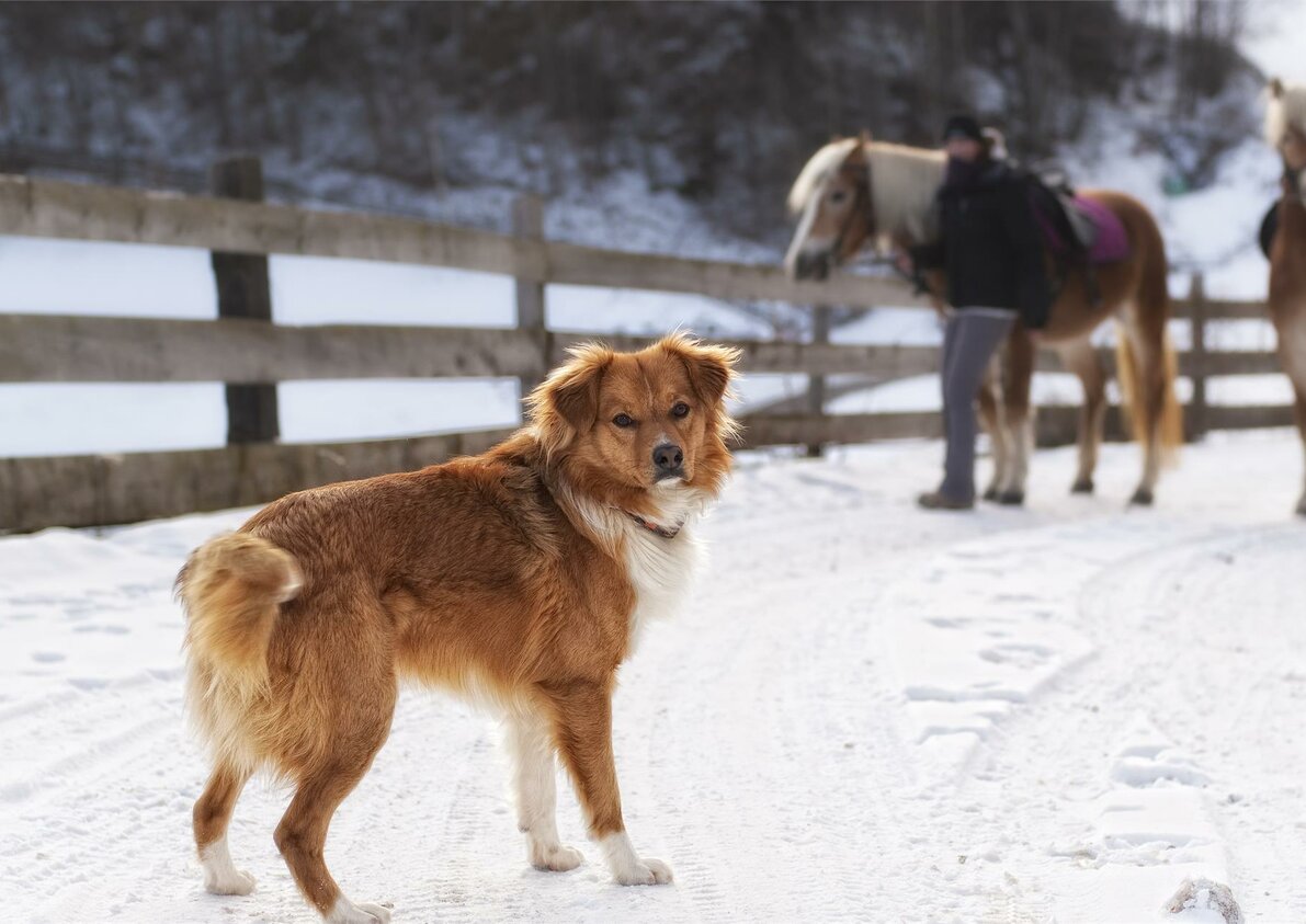 i nostri animali