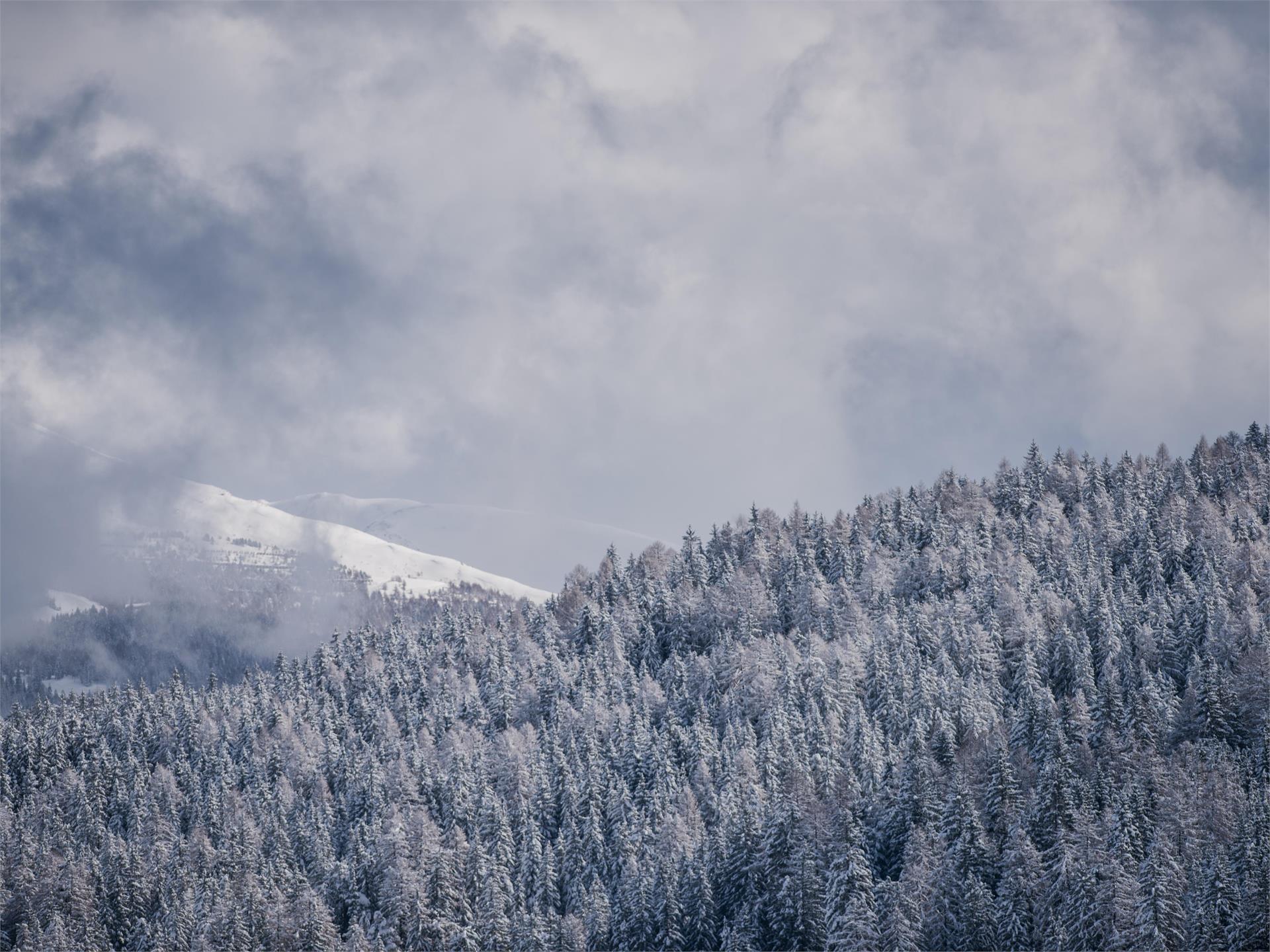 Winter walk in the Silvestertal/San Silvestro valley • South Tyrol