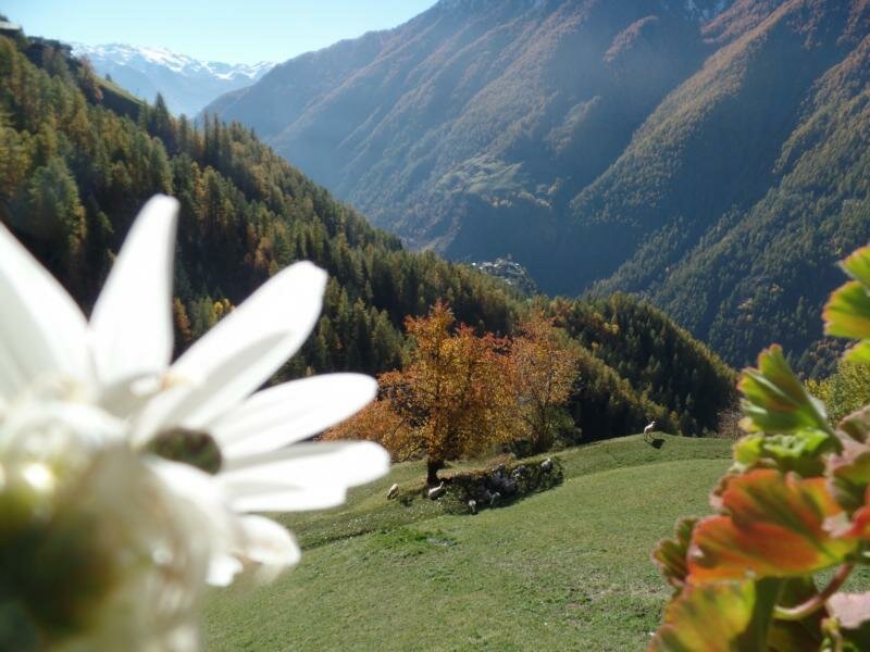 Montferthof