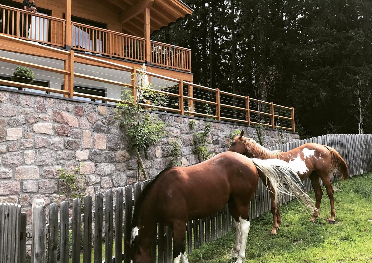 Pferde vor Piz Aich - Naturchalet Piz Aich in Hafling, Südtirol