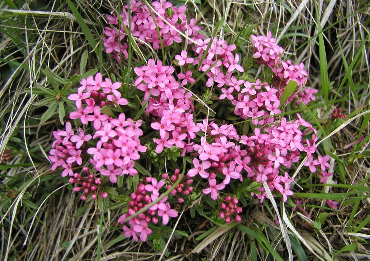 Fiori