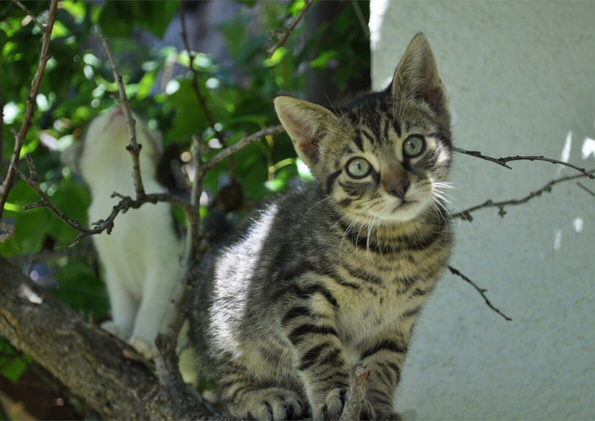 Katze