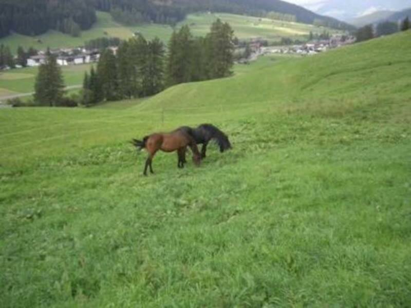 Gesenhof