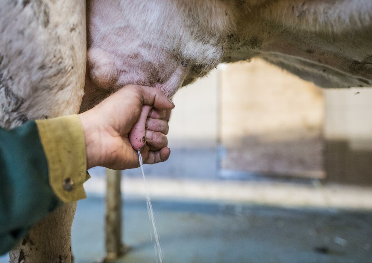 bio milk from Kirschnerhof