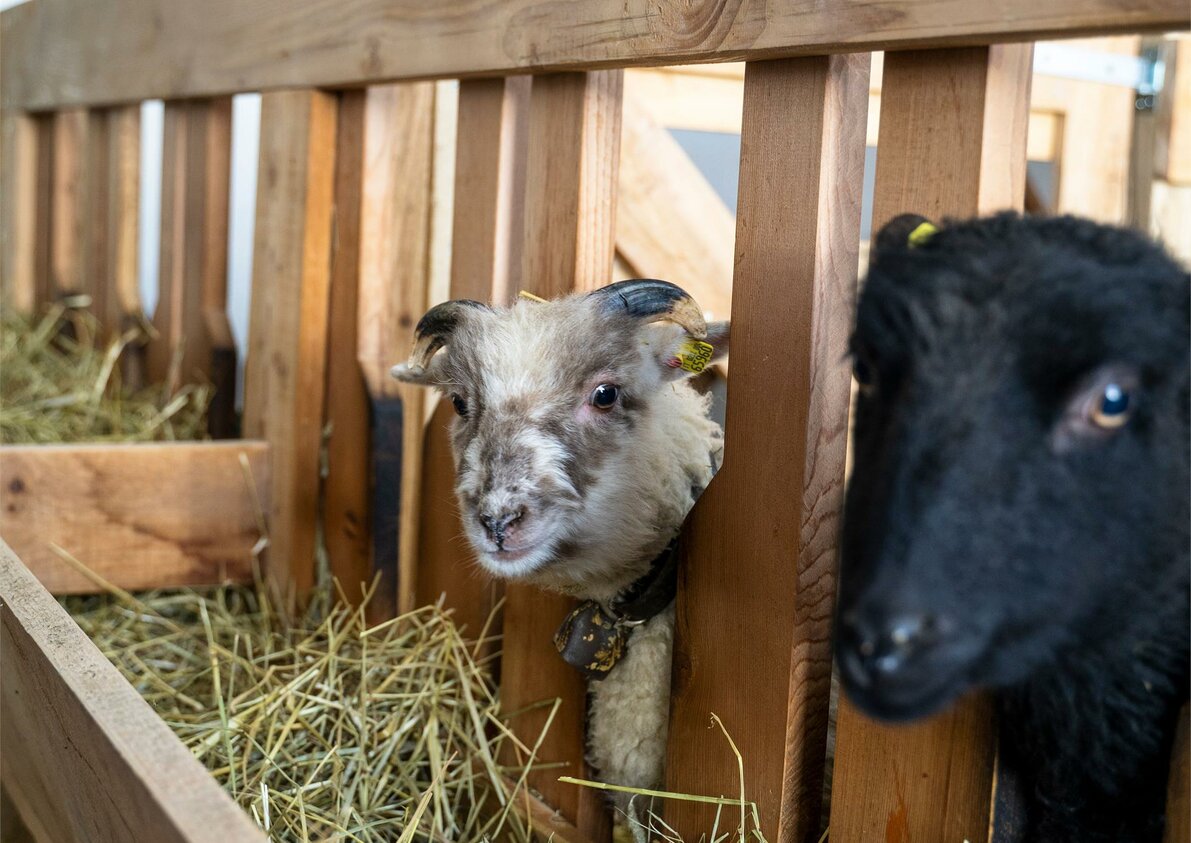Stalla dei piccoli animali
