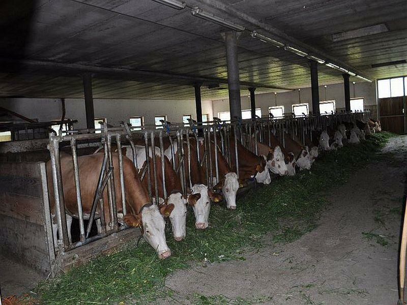 cow's