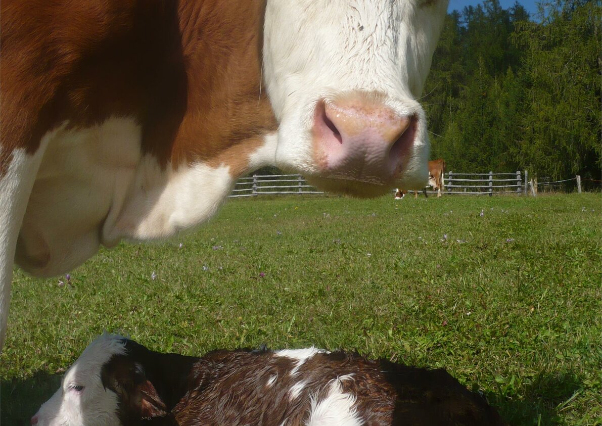 Tiere
