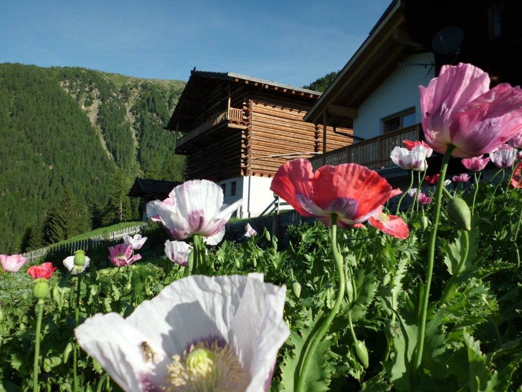Mohnblüte im Bauerngarten