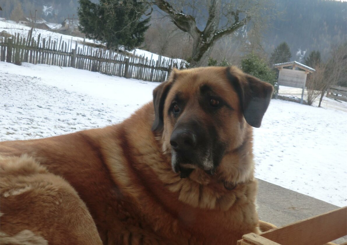 dog