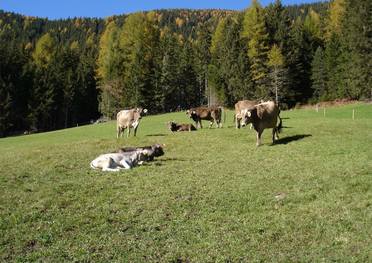 Cows